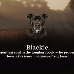 Blackie
