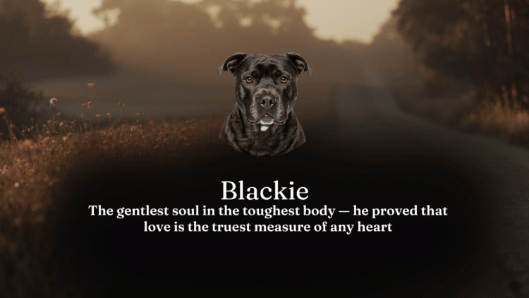 Blackie